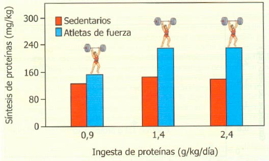 Efecto del entrenamiento de fuerza y la ingesta proteica sobre la síntesis de proteínas (Tomado de González Gallego et al. 2006, Nutrición en el deporte. Ayudas ergogénicas y dopaje)